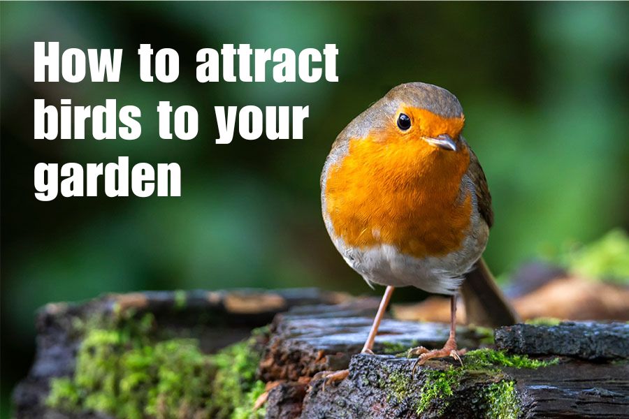 How to attract birds to your garden blog cover image